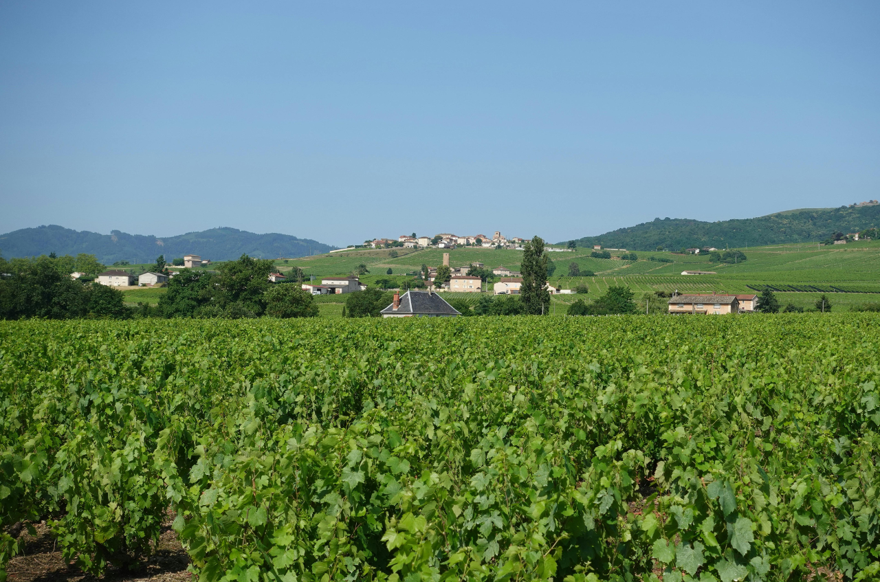 vignoble france